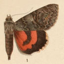 Image of <i>Catocala californica</i> W. H. Edwards 1864