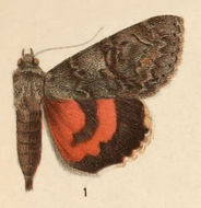 Imagem de Catocala californica W. H. Edwards 1864