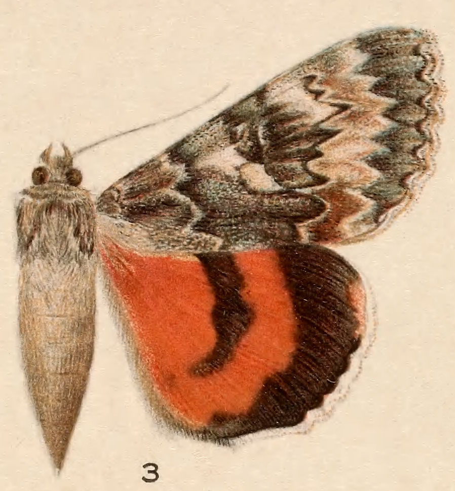 Plancia ëd Catocala nevadensis Beutenmüller 1907