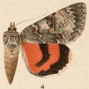 Image of <i>Catocala nevadensis</i> Beutenmüller 1907