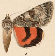 Plancia ëd Catocala nevadensis Beutenmüller 1907