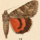 Image of Catocala cleopatra Strecker 1874