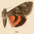 Image of Catocala allusa Hulst 1884