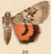 Image of Catocala faustina Strecker 1873