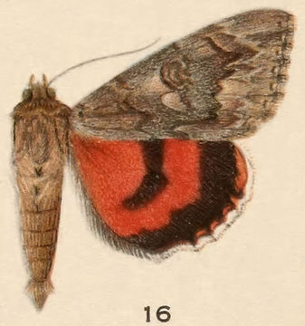 Image of Catocala faustina Strecker 1873