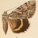 Image of Yellow-banded Underwing