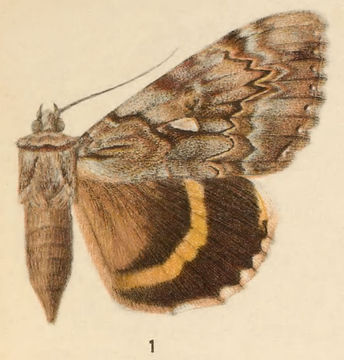 Image of Yellow-banded Underwing