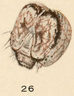 Image of Ilia Underwing