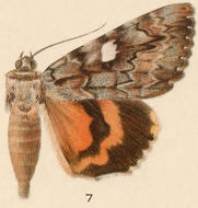 Image of Ilia Underwing