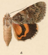 Image of Ilia Underwing