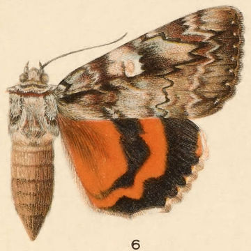 Image of Ilia Underwing