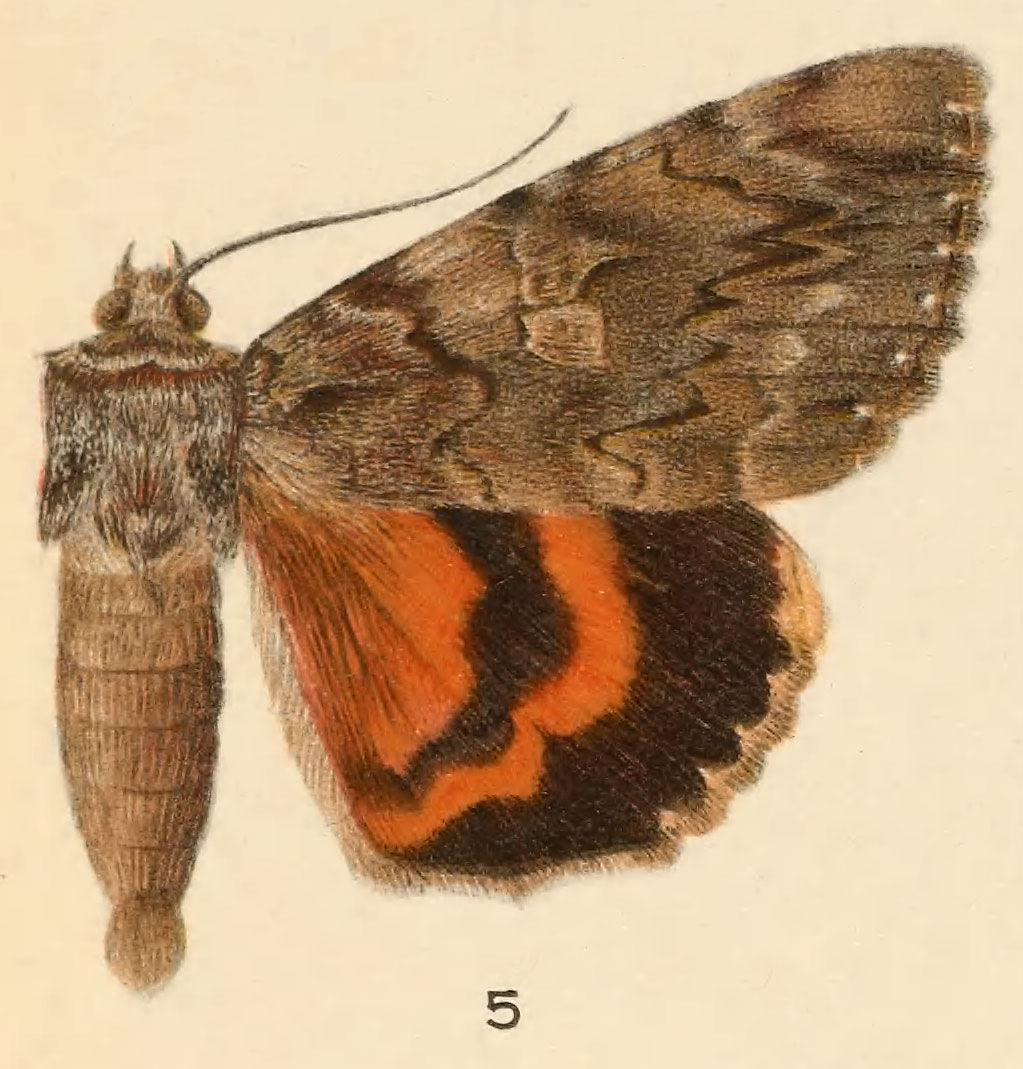 Image of Ilia Underwing