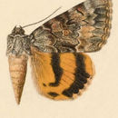 Image of Catocala delilah Strecker 1874