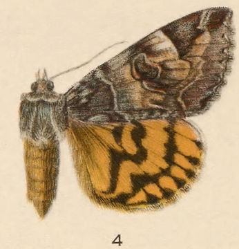 Image of Euparthenos Grote 1876