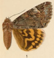 Image of Euparthenos Grote 1876