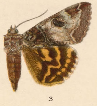 Image of Euparthenos Grote 1876