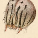 Image of Catocala illecta Walker 1857