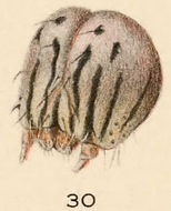 Image of Catocala illecta Walker 1857