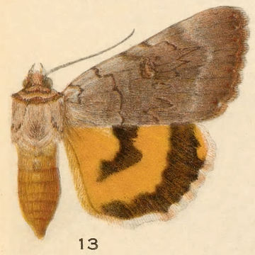 Image of Catocala illecta Walker 1857