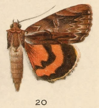 Image of Ultronia Underwing