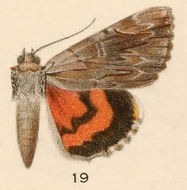 Image of Ultronia Underwing