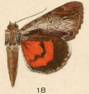 Image of Ultronia Underwing