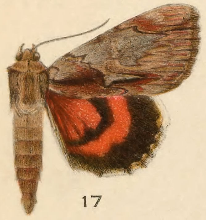 Image of Ultronia Underwing