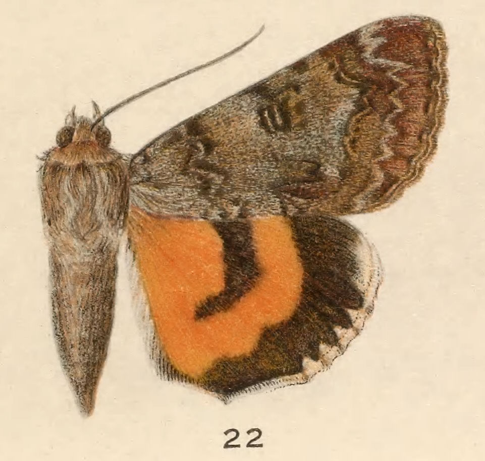 Image of Luciana Underwing