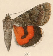 Image of Luciana Underwing