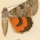 Image of Luciana Underwing