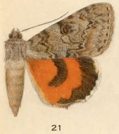 Image of Luciana Underwing