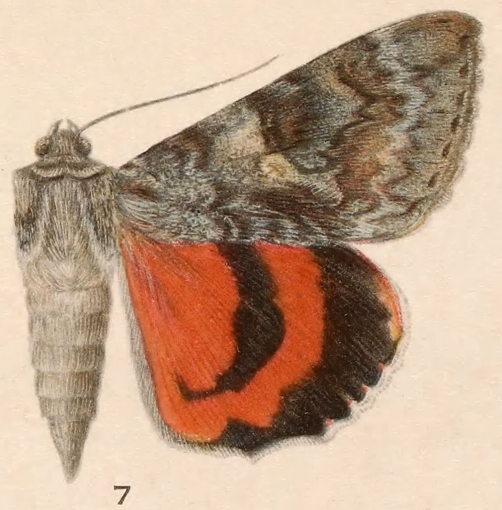 Image of Joined Underwing