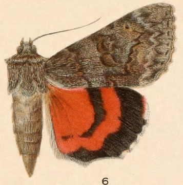 Image of Joined Underwing