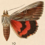 Image of Herodias Underwing