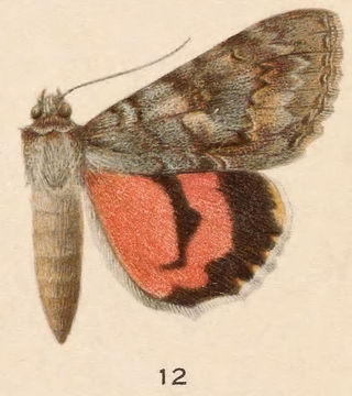 Image of Jessica Underwing