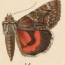 Image of Catocala ophelia H. Edwards 1880
