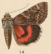 Image of Catocala ophelia H. Edwards 1880