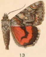 Image of Catocala ophelia H. Edwards 1880