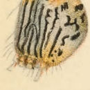 Слика од Catocala amestris Strecker 1874