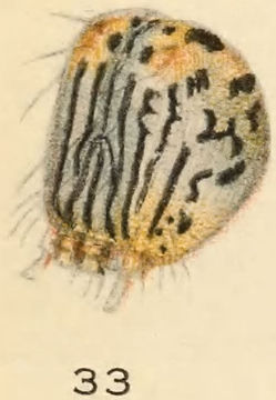 Слика од Catocala amestris Strecker 1874