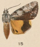 Image of Girlfriend Underwing