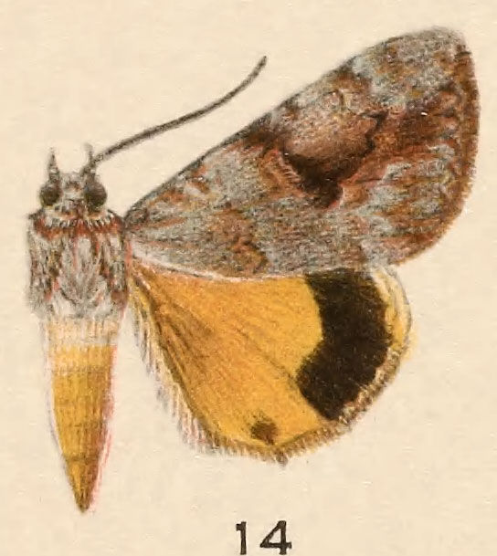 Image of Girlfriend Underwing