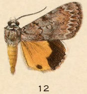 Image of Girlfriend Underwing