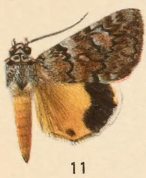 Image of Girlfriend Underwing