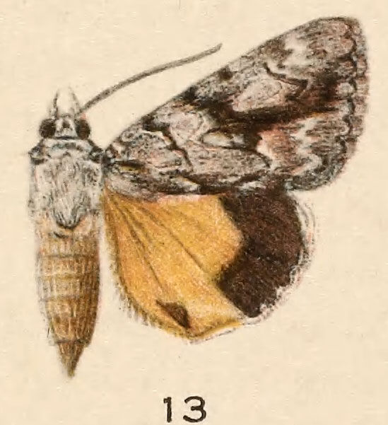 Image of Girlfriend Underwing