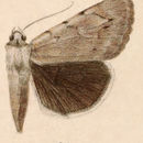 Image of Orb Underwing Moth