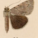 Image of Catocala miranda H. Edwards 1881