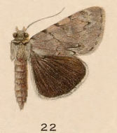 Image of Catocala miranda H. Edwards 1881