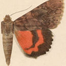 Image of Catocala electilis Walker 1857