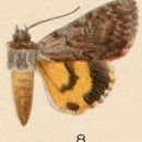 Image of Graceful Underwing